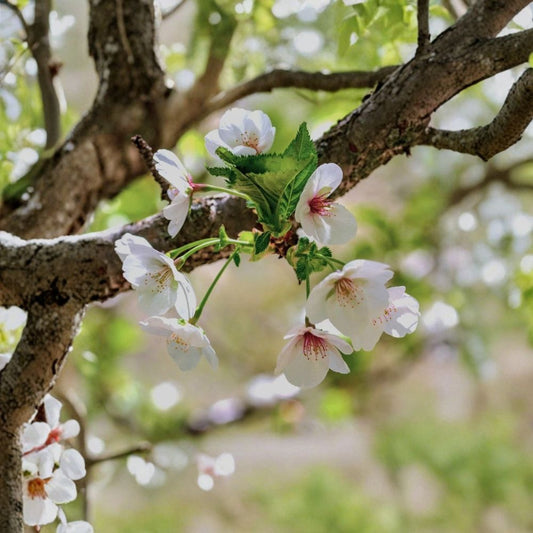 Snowgoose Flowering Cherry Tree – Live Prunus Plant | 6–14 Inch Starter | 2.5 Inch Pot | Snowy White Spring Blooms | Ornamental Tree | Zones 5–9