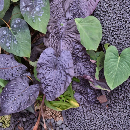 Black Ripple Colocasia Live Plant – 4–6 Inch Starter | Dark Textured Elephant Ear | Tropical Foliage Plant | No Pot | Wet Garden Plant