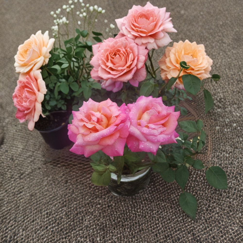 Broadway Rose Live Plant – 3 Gallon Size | Golden Yellow & Pink Hybrid Tea Rose | Elegant Large Blooms | Fragrant Garden Rose Bush | Includes Rooted Live Plant