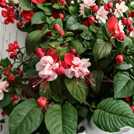 Live Swingtime Fuchsia Plant – Fuchsia Hybrid | 5" Potted Plant | Cascading Flowering Ornamental | Hanging Basket & Patio Plant | Zones 6–10