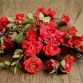 Chaenomeles speciosa 'Iwai Nishiki' – Red Flowering Quince Live Plant | Includes 1 Gallon Pot | Double Red Spring Blooms | Compact Spreading Shrub | Hardy Landscape Favorite