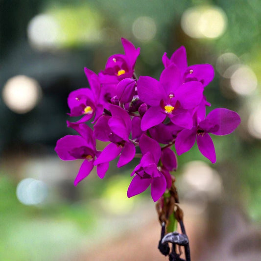 Live Purple Ground Orchid – Spathoglottis plicata | 3" Deep Pot | Purple-Pink Flowering Orchid | Tropical Garden Plant | Zone 10a