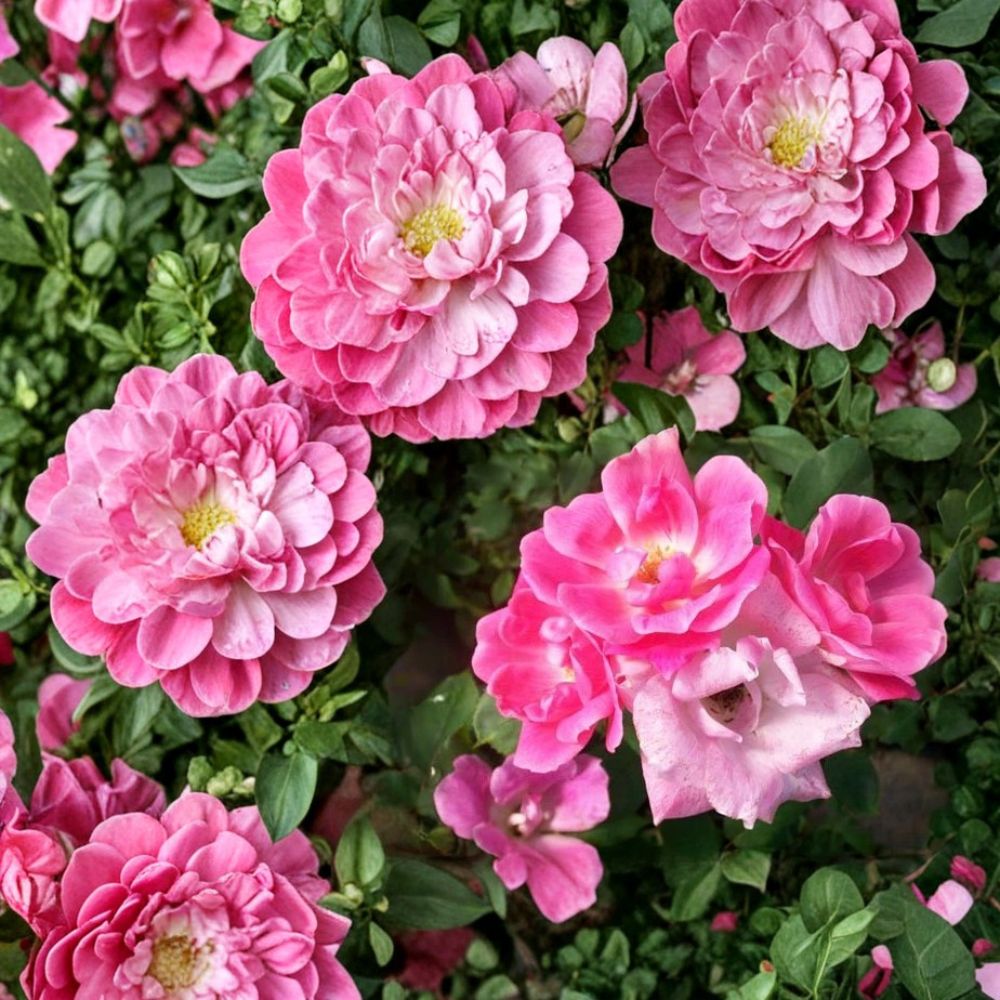 Pink Knock Out® Rose Live Plant – 1 Gallon Size | Medium Pink Disease Resistant Rose Bush | Repeat Blooming Shrub Rose | Easy Care Landscape Plant | Includes Rooted Live Plant