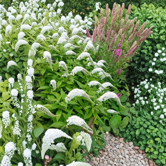 Gooseneck Loosestrife Live Plants | Set of 12 | Semi Bare Root Perennials | White Flowering Garden Plants | Pollinator Friendly