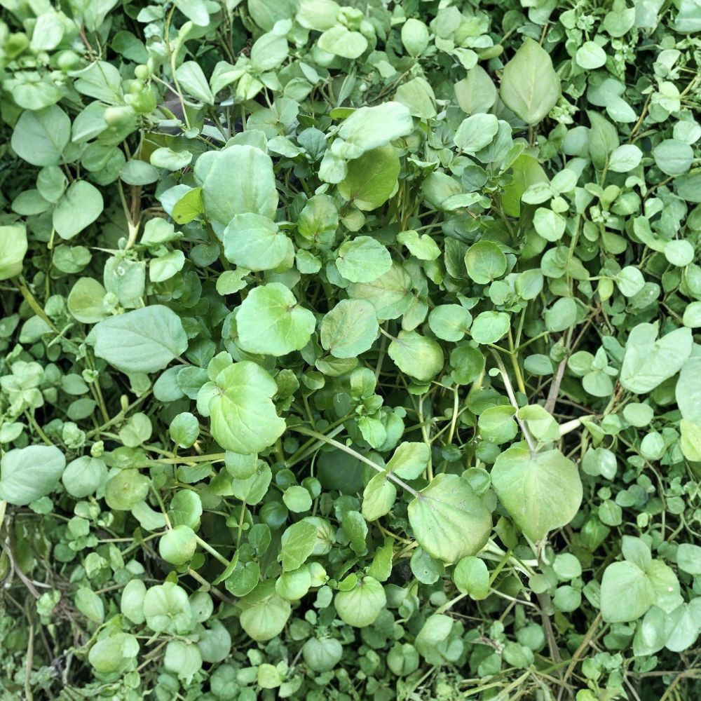 Watercress Live Plants – 10 Rooted Plants | Nasturtium officinale | Bare Root Vegetable Starter | Ready to Plant | Fresh Herb Garden