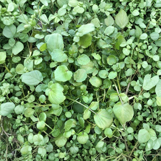 Watercress Live Plants – 10 Rooted Plants | Nasturtium officinale | Bare Root Vegetable Starter | Ready to Plant | Fresh Herb Garden