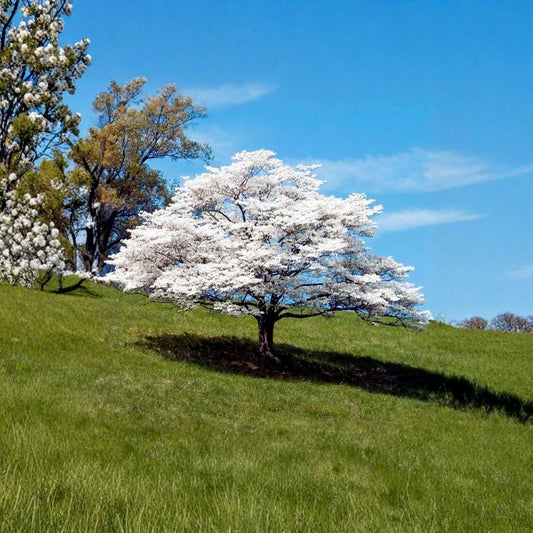 White Flowering Dogwood Live Plant – Cornus florida | 10–16 Inches | Quart Pot | White Spring Blooms | Native Ornamental Tree