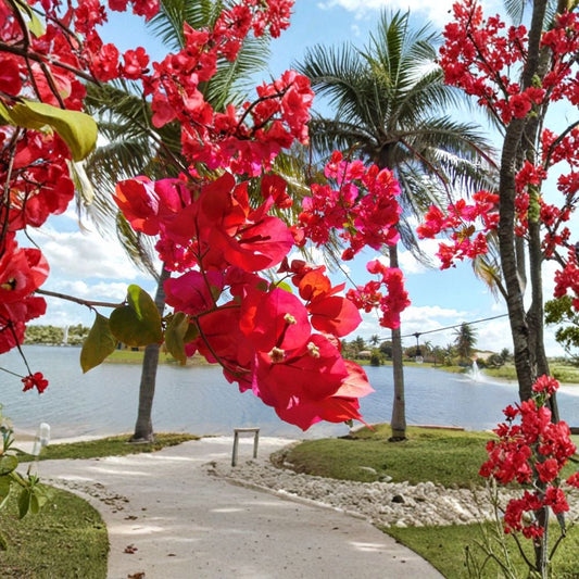 Two San Diego Red Bougainvillea Live Plants – Bougainvillea | 4–6 Inches Tall | 4 Inch Nursery Pots | Vibrant Red Flowering Vine