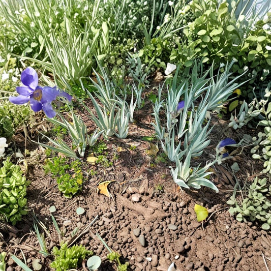 Variegated Iris Live Plant – Light Purple Iris | 1 Bare Root Rhizome | Smaller Iris Variety | Flowering Garden Plant