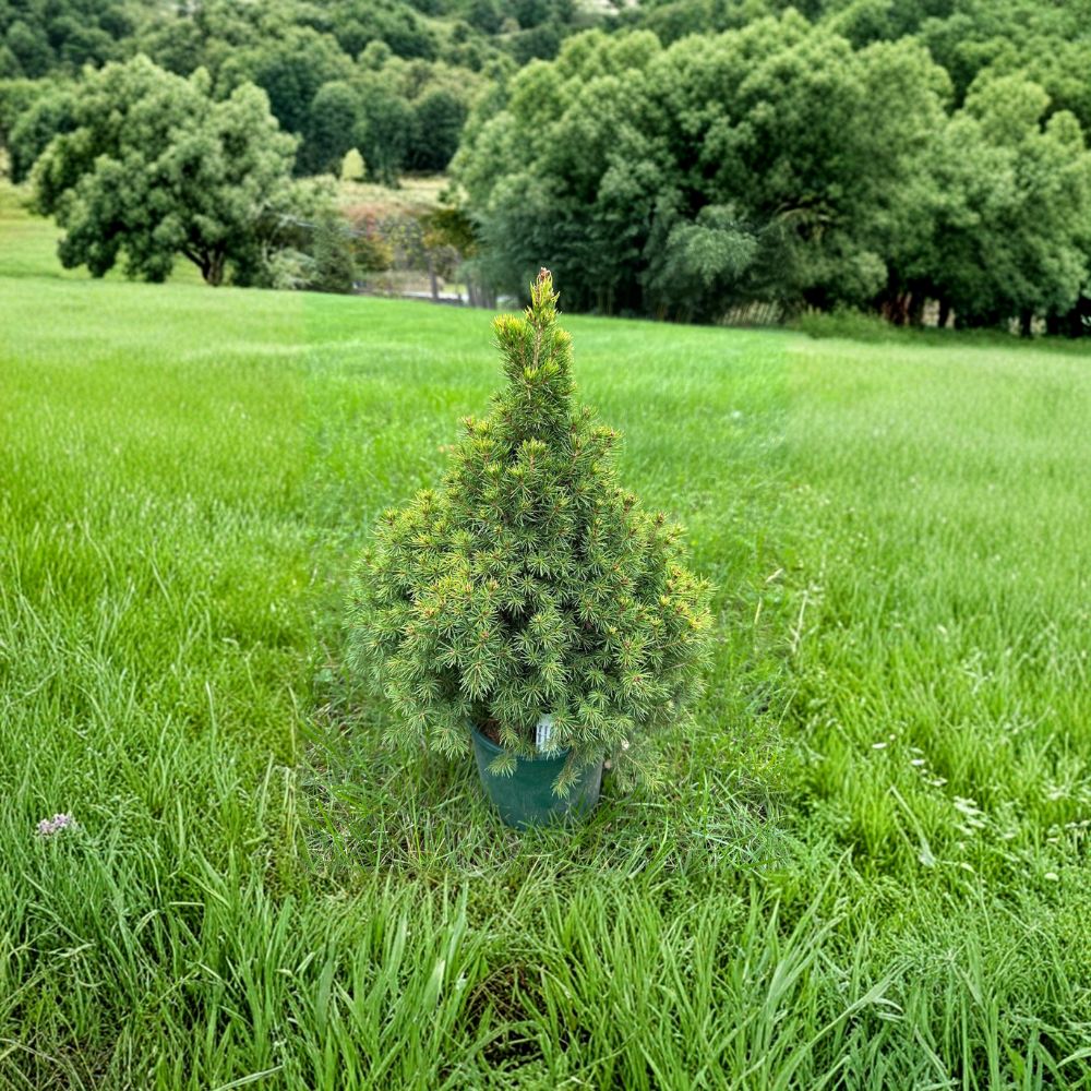 Picea glauca 'Summer Gold' – White Spruce Live Plant | 12 Inches Tall | Includes 1 Gallon Pot Golden Conifer | Landscape & Garden Friendly | Easy to Grow