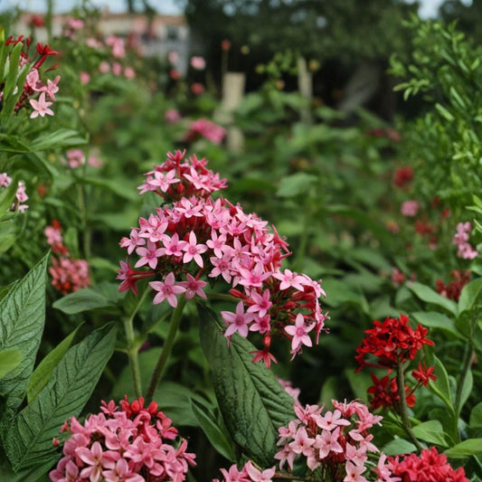 Starburst Pentas Live Plants – 2 Starter Plants | Pentas lanceolata | 4–6 Inches Tall | Star-Shaped Flowers | Butterfly Garden Plant | No Pot
