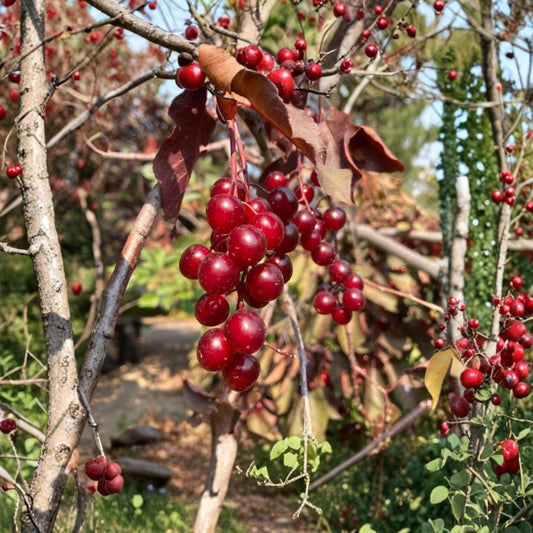 Canada Red Chokecherry Live Plant – Prunus virginiana ‘Canada Red’ | 2.5 Inch Pot | White Spring Flowers | Red-Purple Foliage | Ornamental Fruit Tree | USDA Zones 2–7