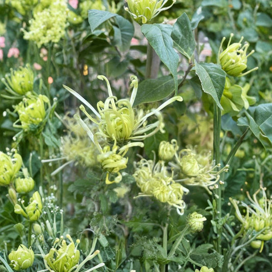 Green Chrysanthemum Live Plant – 6–11 Inch Bare Root Starter | Rare Garden Mum | Flowering Perennial | Pink & Lilac Blooms