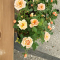 Southern Peach Rose – Live Mini Rose Bush | 2 Gallon Plant | Apricot Yellow Blooms | Compact Garden Rose | Full Sun Flowering Shrub