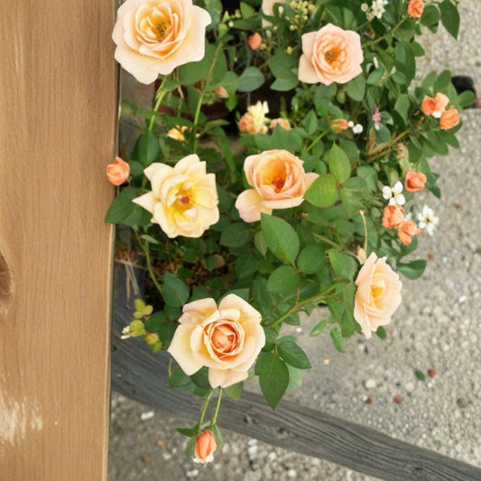 Southern Peach Rose – Live Mini Rose Bush | 2 Gallon Plant | Apricot Yellow Blooms | Compact Garden Rose | Full Sun Flowering Shrub