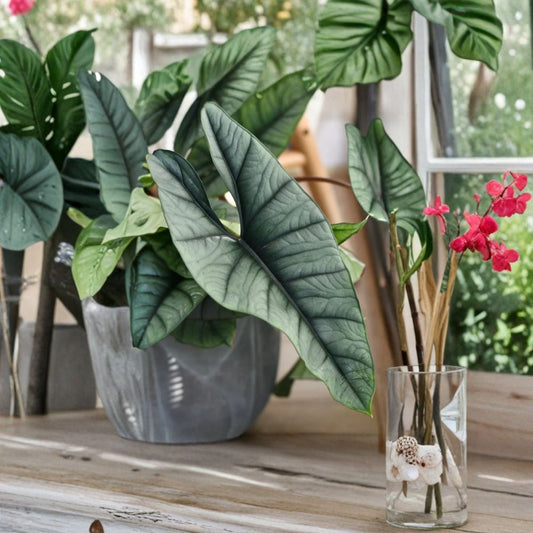 Set of 2 Alocasia Platinum Live Plants – 4–6 Inches Tall | Bare Root Starter Plants | Rare Tropical Houseplant | Metallic Silver Foliage | No Pot