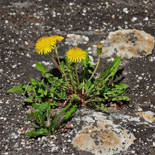 Dandelion Plant – Live Taraxacum officinale | 4 Inch Pot | Edible Herb | Hardy Perennial | Pollinator Garden Plant | Container Herb