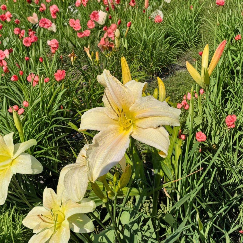 Hemerocallis 'Gentle Blessing' Daylily – 3 Bare Root Plants | Grade #1 Roots | Hardy Perennial Flower | Easy to Grow | Garden Favorite