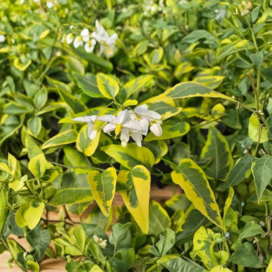 Set of 2 Variegated Potato Vine Live Plants – 4 to 6 Inches Tall | Ships Bare Root (No Pot) | Solanum jasminoides ‘Variegata’ | Ornamental Climbing Vine | Easy to Grow