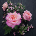 Kordes Perfecta Hybrid Tea Rose Live Plant – 3 Gallon Size | Everblooming Rose Bush | Elegant Cream & Pink Blooms | Fragrant Garden Rose | Includes Rooted Live Plant