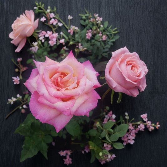 Kordes Perfecta Hybrid Tea Rose Live Plant – 3 Gallon Size | Everblooming Rose Bush | Elegant Cream & Pink Blooms | Fragrant Garden Rose | Includes Rooted Live Plant