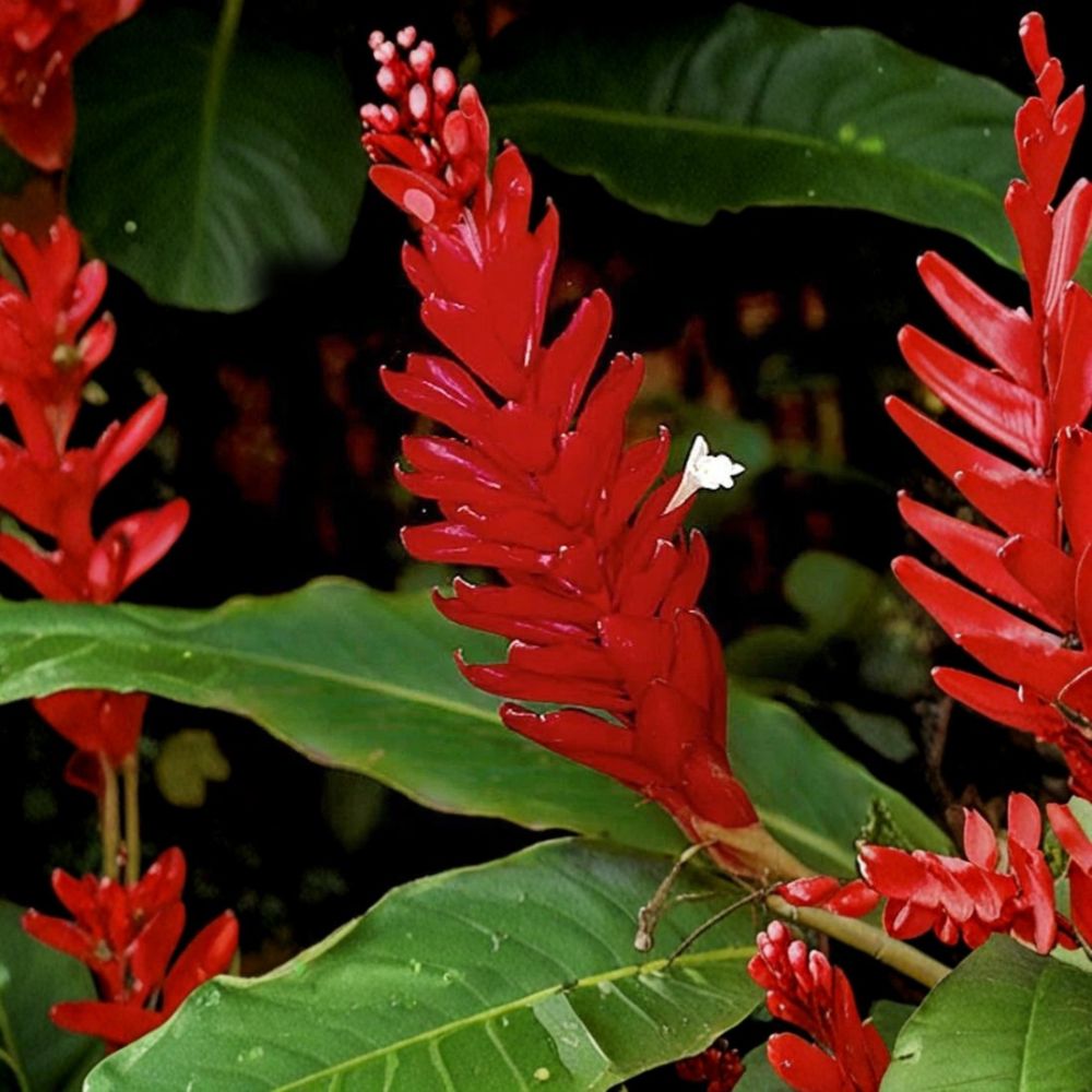Dwarf Red Ginger Live Plant – Alpinia purpurata | 3–8 Inches Tall | 3 Inch Nursery Pot | Tropical Flowering Plant | Heat Tolerant