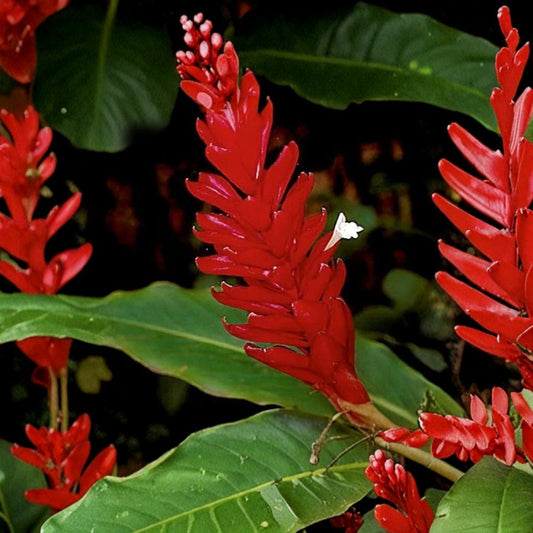 Dwarf Red Ginger Live Plant – Alpinia purpurata | 3–8 Inches Tall | 3 Inch Nursery Pot | Tropical Flowering Plant | Heat Tolerant