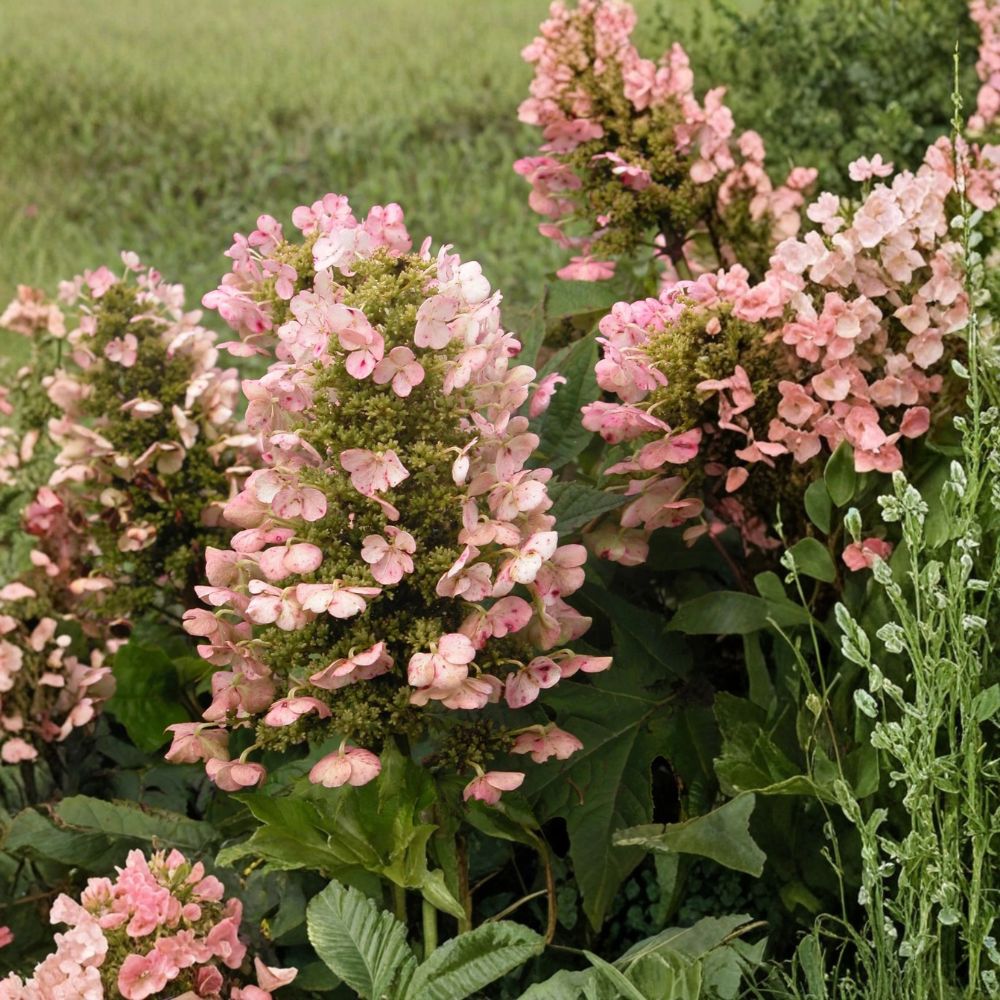 Munchkin Dwarf Oakleaf Hydrangea Live Plant – Hydrangea quercifolia ‘Munchkin’ | 1 Pint Plant | Fabric Grow Bag | Compact Flowering Shrub | Zones 5–9