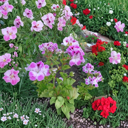 Purple & White Regal Geranium Live Cuttings – Pelargonium Fancy | 2 × 6 Inch Cuttings | Fragrant Purple Pink Blooms | Bare Cuttings