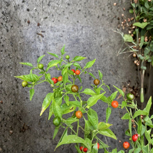 Chiltepin Hot Pepper Live Plant – Capsicum annuum | Organic Starter | Rare Wild Chile | 3.5 Inch Pot | Perennial Pepper