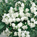 Philadelphus virginalis 'Bouquet Blanc' – Fragrant Mockorange Live Shrub | 2 Gallon Pot Size | Includes Nursery Pot Double White Blooms | Landscape & Garden Friendly | Easy to Grow
