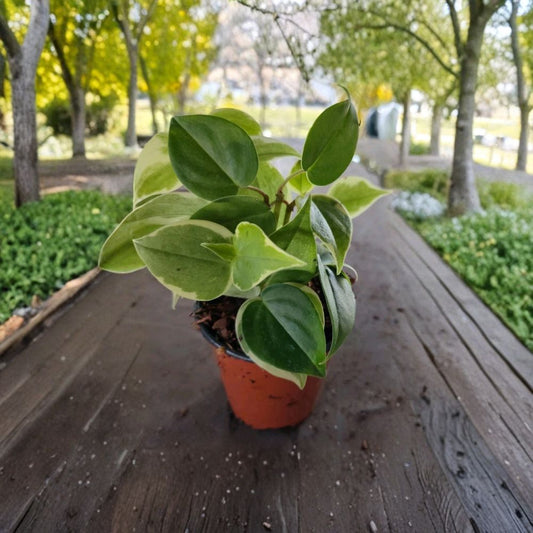 Cupid Peperomia Variegated Live Plant – 4 Inch Pot | Green & Variegated Trailing Peperomia | Indoor Houseplant | Easy-Care Vine