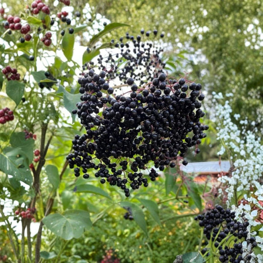 Elderberry Plant – Live Sambucus Shrub | Fully Rooted Quart Pot | White Flower Clusters & Dark Berries | Deciduous Garden Shrub | Zones 3–9