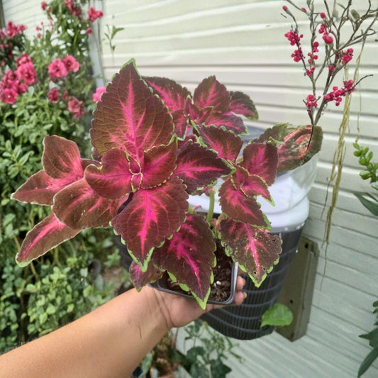 Live ‘Dipped in Wine’ Coleus Plant – Plectranthus scutellarioides | 5–9" Potted Ornamental Foliage Plant