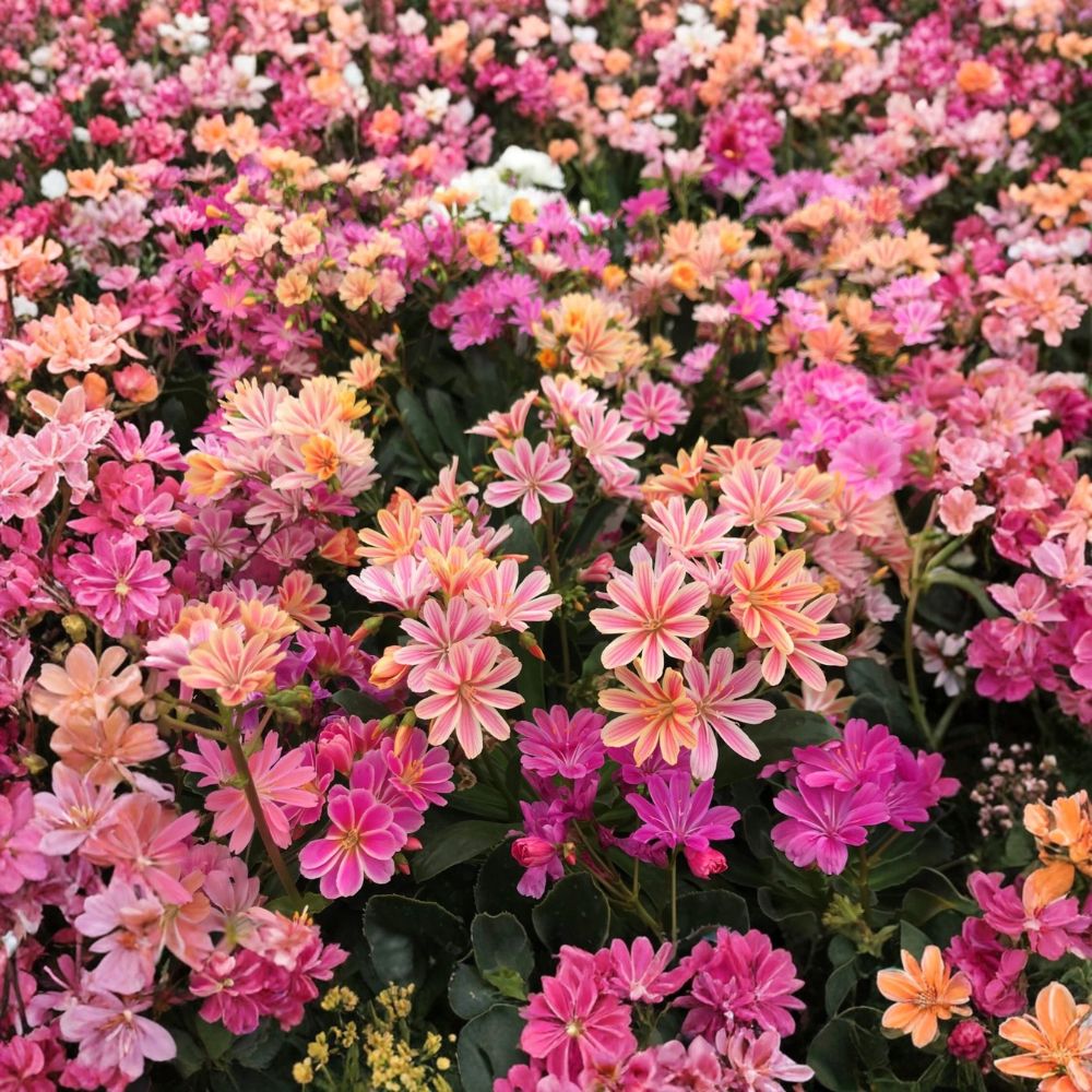 Lewisia 'Rainbow Mix' – Live Starter Plant | 2.5 x 3.5 Inch Pot | Hardy Succulent | Colorful Flowering Perennial