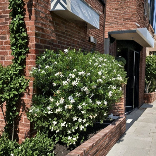 Frost Proof Gardenia Live Plant – Gardenia jasminoides ‘Frost Proof’ | 1 Quart | Cape Jasmine | Fragrant White Flowers | Evergreen Shrub