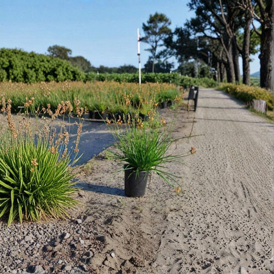 Orange Bulbine Live Plant – Bulbine frutescens | 1 Gallon Fully Rooted Plant | Orange Flowering Succulent | Drought Tolerant Rock Garden Plant | USDA Zones 9–11