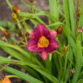 Purple De Oro Daylily – 3 Pack Bare Root Plants | Hemerocallis 'Razzmatazz' | Reblooming Purple Perennial Flowers