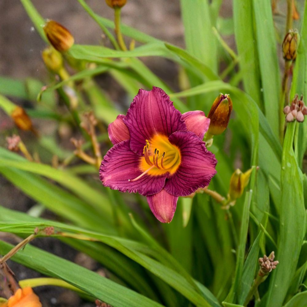 Purple De Oro Daylily – 3 Pack Bare Root Plants | Hemerocallis 'Razzmatazz' | Reblooming Purple Perennial Flowers