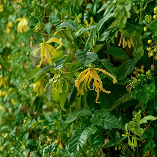 Ylang Ylang Tree – Cananga odorata Live Seedling | Fragrant Perfume Tree | Tropical Flowering Tree | Indoor & Patio Container Plant | Chanel Perfume Plant