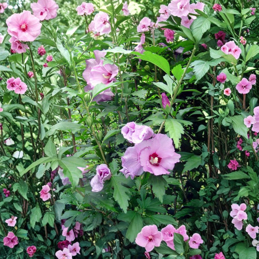 3 Rose of Sharon Plants – Live Hibiscus Starter Plants | White Pink Lavender Blooms | 6–8 Inch Bare Root Perennials | Easy Care Garden Shrub