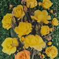 Climbing Golden Shower Rose – Live Climbing Rose Plant | 3 Gallon Size | Daffodil Yellow Blooms | Trellis & Arbor Rose | Full Sun Garden Climber