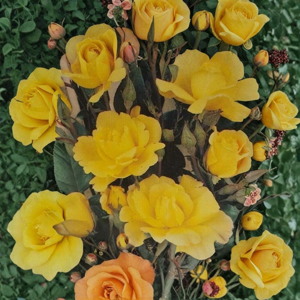Climbing Golden Shower Rose – Live Climbing Rose Plant | 3 Gallon Size | Daffodil Yellow Blooms | Trellis & Arbor Rose | Full Sun Garden Climber