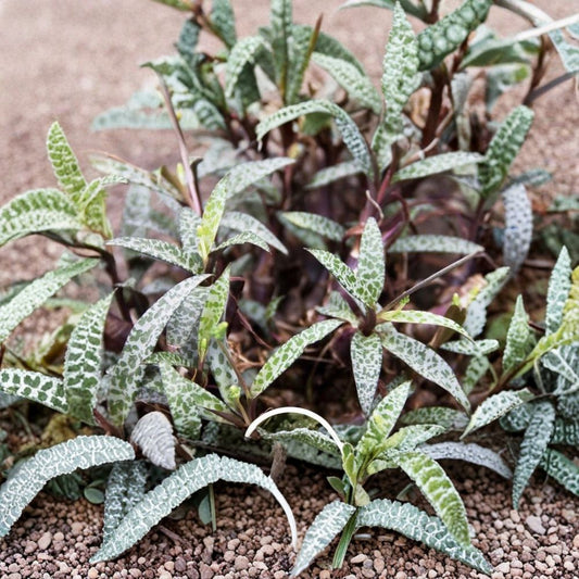 Silver Squill Plant – Ledebouria socialis Live Plant | Leopard Lily | 1 Plant | No Pot | Unique Silver Spotted Foliage | Indoor & Outdoor Succulent Plant