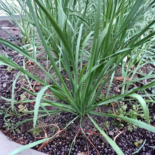 Garlic Chives – Allium tuberosum | 45 Live Bare Root Stalks | Organic Herb Starter | Easy-to-Grow Edible Perennial