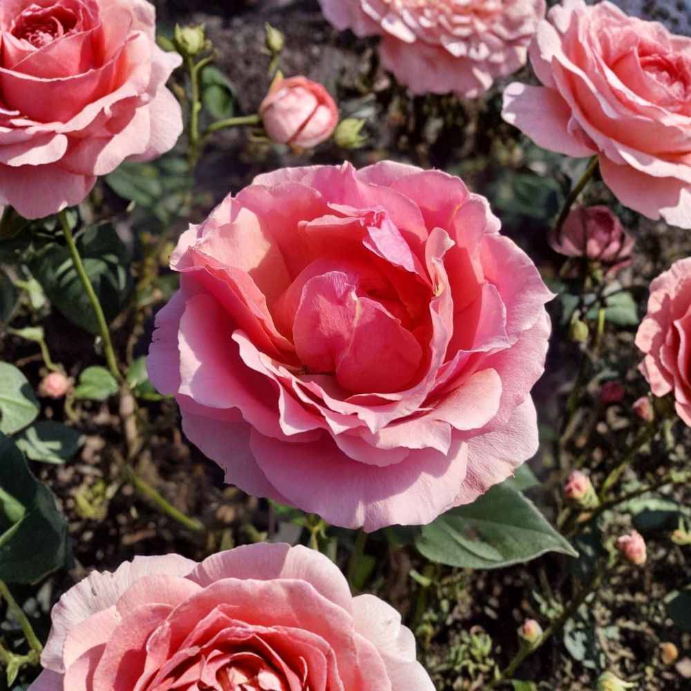 Princesse de Monaco Grandiflora Rose Live Plant – 1 Gallon Size | Pink Rose Bush | Elegant Repeat Blooming Rose | Garden & Landscape Favorite | Includes Rooted Live Plant