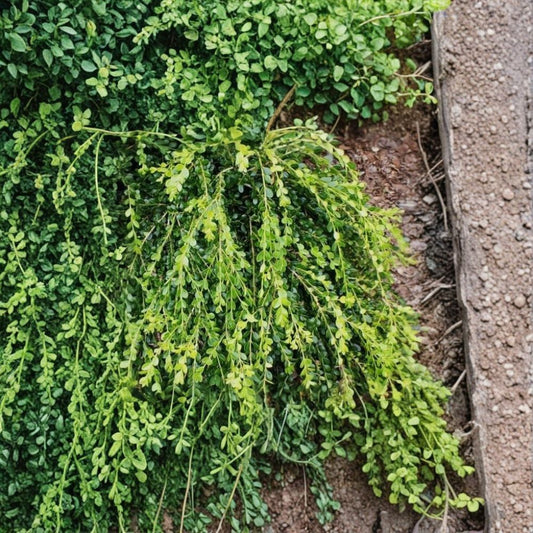 Unraveled Weeping Boxwood – Buxus sempervirens 'Unraveled' Live Plant | 1 Quart Grow Bag | Evergreen Shrub | Landscape Accent