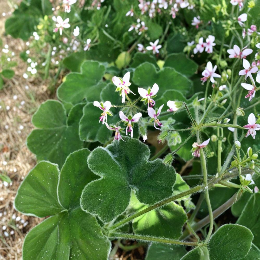 Fuzzy Mint Scented Pelargonium Geranium – Live Cuttings | 3 Fresh 6 Inch Cuttings | Chocolate Mint Fragrance | Rare Fuzzy Foliage
