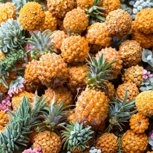 Elite Gold Pineapple Live Plants – 2 Starter Plants | 4–6 Inch Tall | Ananas comosus | Tropical Fruit Plant | No Pot