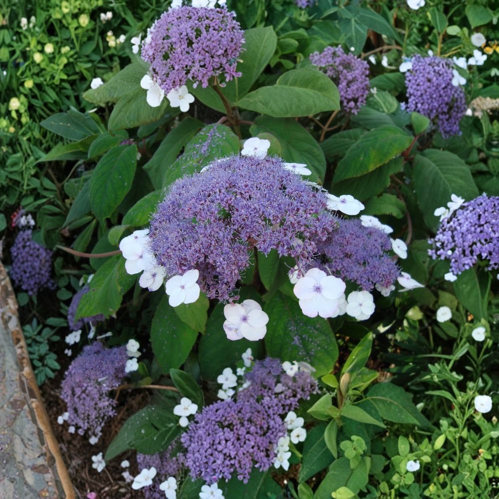 Blue Bird Lacecap Hydrangea – Hydrangea serrata 'Blue Bird' Live Plant | 1 Quart Grow Bag | Deciduous Flowering Shrub | Easy to Grow